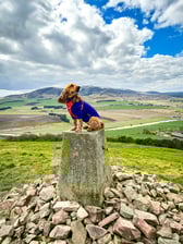 Jurathegoldencockerspaniel