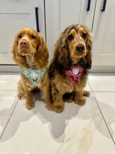 bella_and_maple_theshowcockers