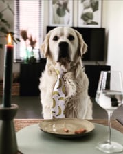 Frenkie_golden_retriever