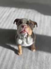 Winniethebritishbully