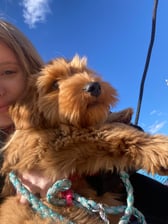 Australianlabradoodle_bodhi