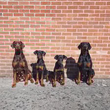 Diamond_dobermann