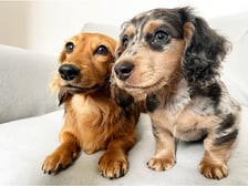 Hazel.oreo_dachshunds