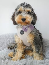 little_peggy_cockapoo