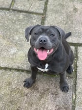 The_two_blue_staffys