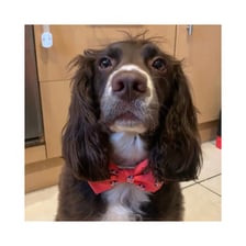 woody_the_englishcocker