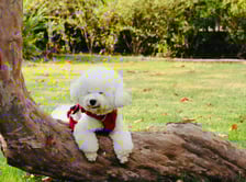 casperthefluffycloud