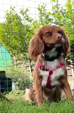 Lottie_the_cockalier