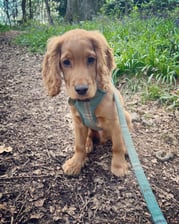 adventures_oflokiandleo