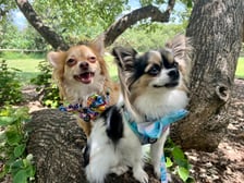 bonnie_and_clyde_rescue_chis
