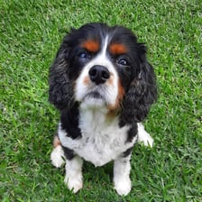 scooby_cavalier
