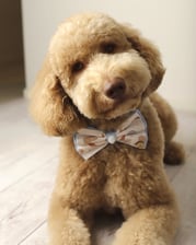 Hersheybear.labradoodle