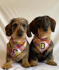 Wirehaired_Frank.Dolly