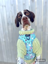 phoebe_the_sprointer