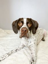 phoebe_the_sprointer