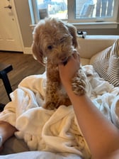 piatheminiaussiedoodle