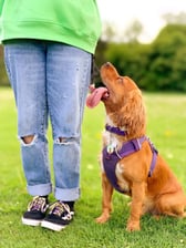 loki_assistancecocker