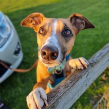 Dobby.the.house.lurcher