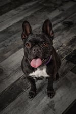 Florencethefrenchton