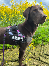 Hersheysthechocolab