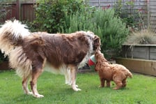 whenchestermetcrumble