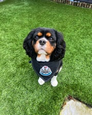 lilyandlolathecavalierkc