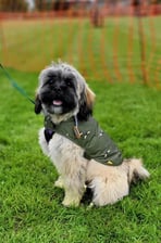 dexterbeartheshihpoo