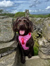 betsy_minilabradoodle