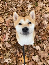 jannestheshiba