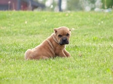 Americana_cane_corso