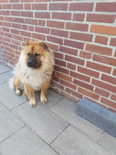 beer_chowchow