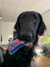 Snipper_dutch_flatcoated