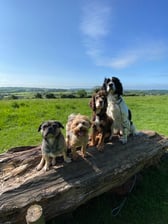 thespanielteam_pugfaceandbean