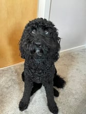 raventhelabradoodle_ni