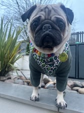 Charliethepug11