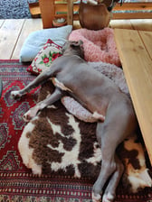Chicolama_theamericanbully