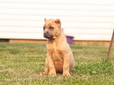 americana_cane_corso