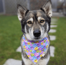 Indythebelgianmalsky