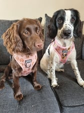 belleandlottiethespaniels