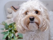 finn__cockapoo
