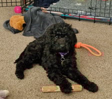 Charliedoodledog2023