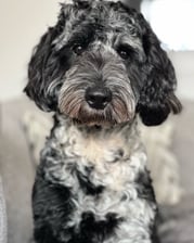 teddy_merle_cockapoo