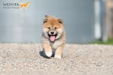 Kobee.shiba