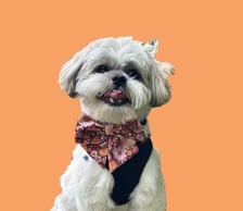 Nevil_the_shihtzu