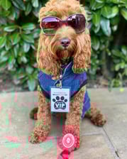 missdaisythecockapoo