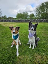 adventures_of_ginny_and_olly