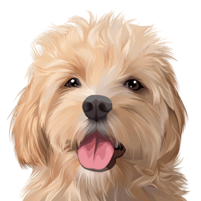 cavapoonamedloki