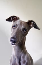 zozothewhippet