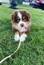 sassythetoyaussie