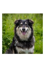 Chitos _from_sharm_to_uk